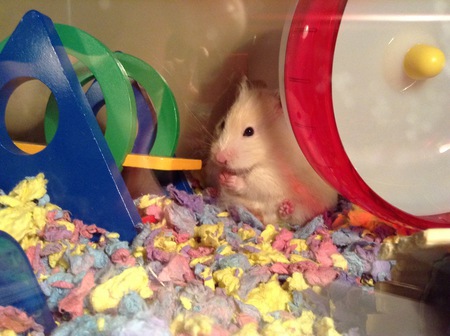 Entry image for Cheeks. Clicking this image will show a larger photo