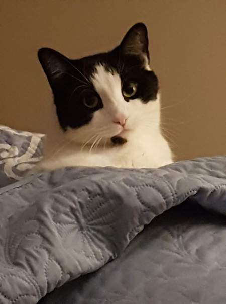 Entry image for Fonzie. Clicking this image will show a larger photo