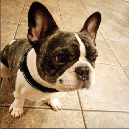 Entry image for Meatball. Clicking this image will show a larger photo