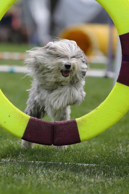 Entry image for Levi. Clicking this image will show a larger photo