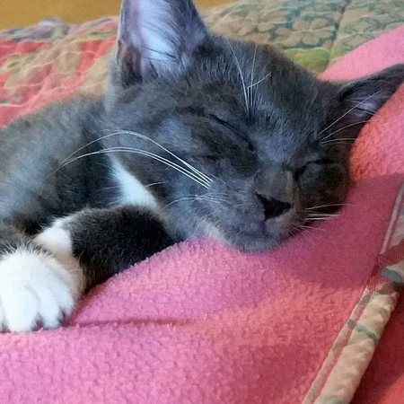 Entry image for Ninja. Clicking this image will show a larger photo