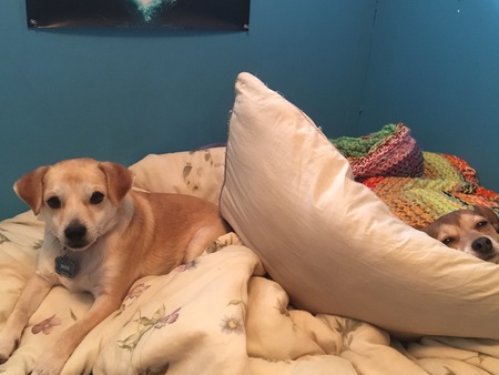 Entry image for Jack (left) & Sally (Under the blanket). Clicking this image will show a larger photo