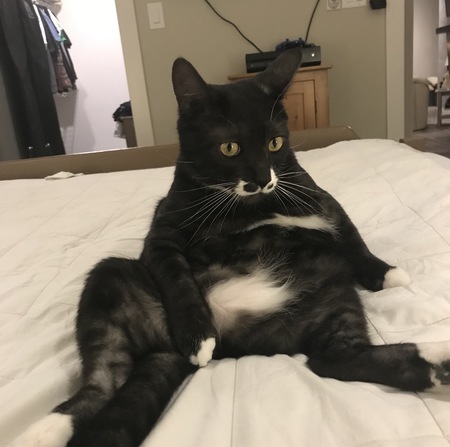 Entry image for Oscar. Clicking this image will show a larger photo