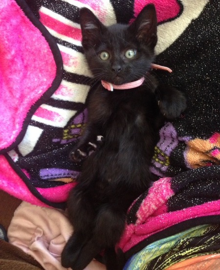 Entry image for Evynie. Clicking this image will show a larger photo