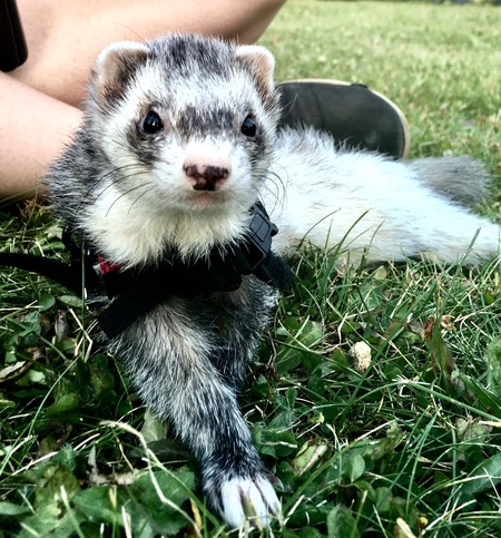 Entry image for Rosie . Clicking this image will show a larger photo