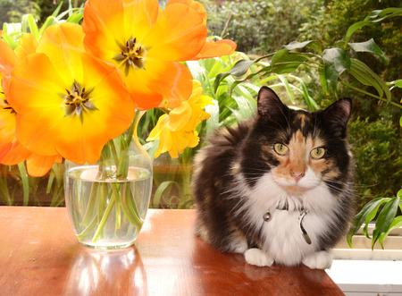 Entry image for Pumpkin. Clicking this image will show a larger photo