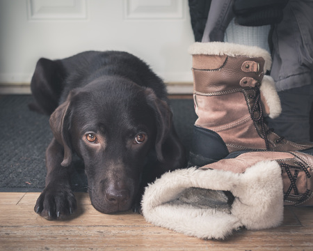 Entry image for Gryffin. Clicking this image will show a larger photo