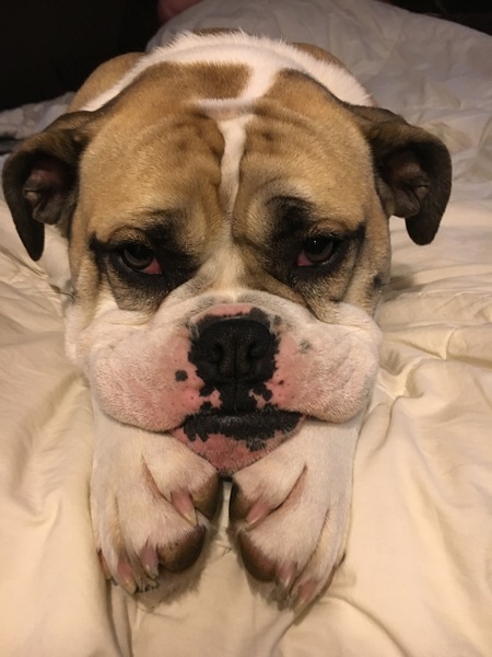 Entry image for Molly. Clicking this image will show a larger photo