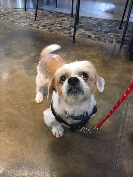 Entry image for Rocky. Clicking this image will show a larger photo