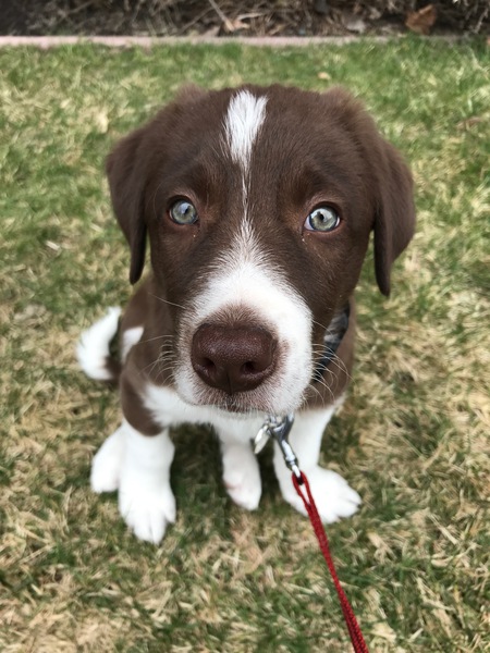 Entry image for Murphy. Clicking this image will show a larger photo