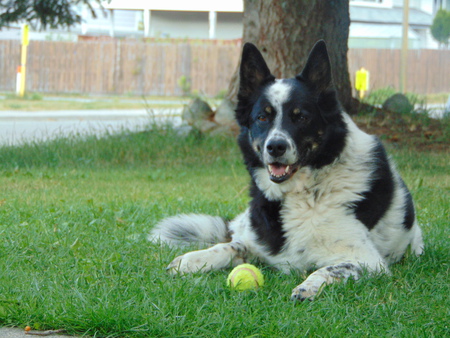 Entry image for BOXER. Clicking this image will show a larger photo