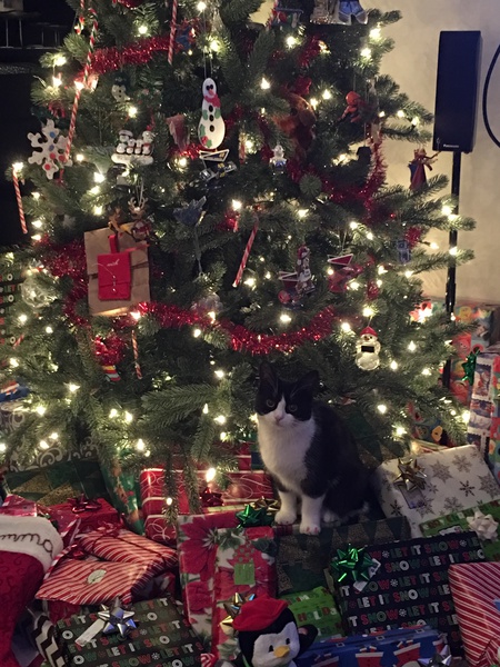 Entry image for Gemma. Clicking this image will show a larger photo