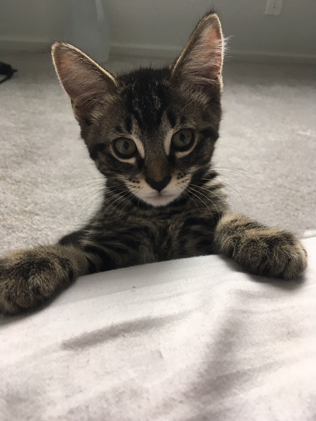 Entry image for Zeus. Clicking this image will show a larger photo