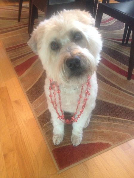 Entry image for Zack. Clicking this image will show a larger photo