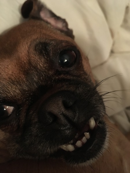 Entry image for Molly. Clicking this image will show a larger photo