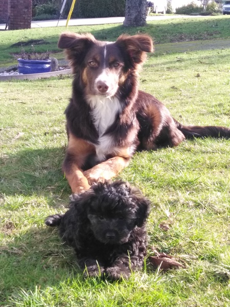 Entry image for Cernunnos. Clicking this image will show a larger photo