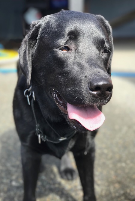 Entry image for Bubba. Clicking this image will show a larger photo