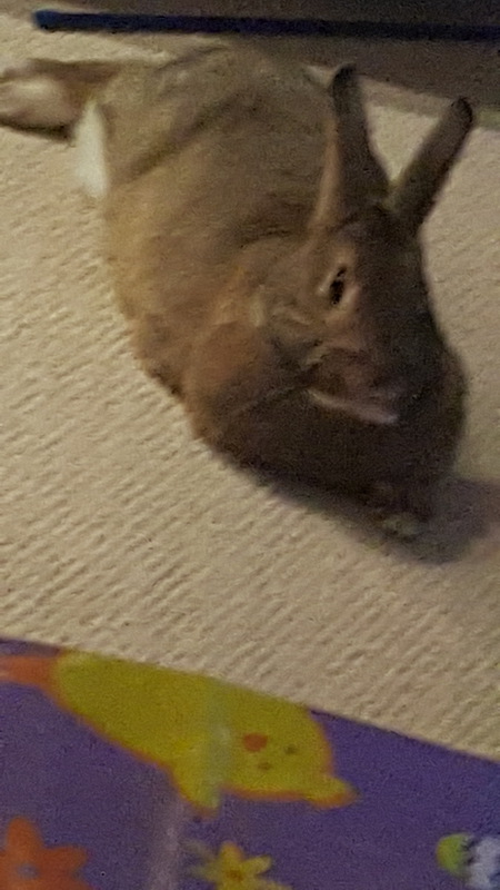 Entry image for Prancer . Clicking this image will show a larger photo