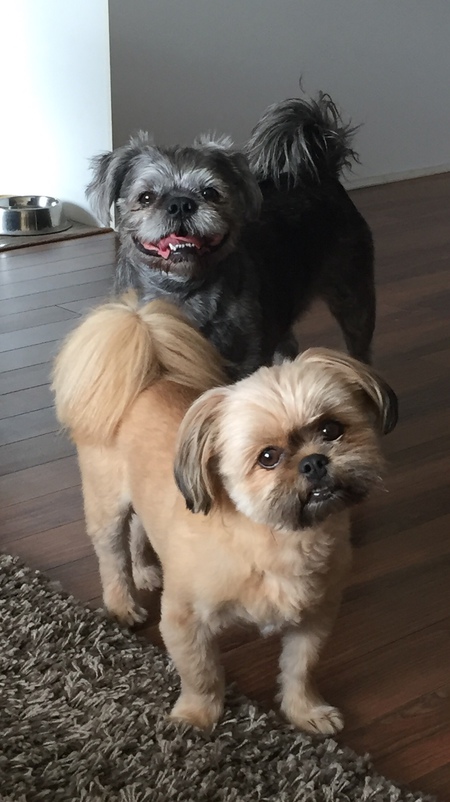 Entry image for Daisy and Theo . Clicking this image will show a larger photo