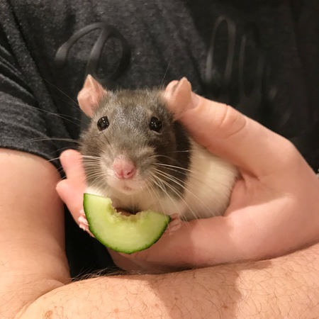 Entry image for Penelope. Clicking this image will show a larger photo