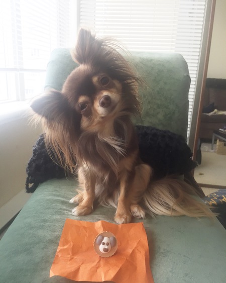 Entry image for Tika. Clicking this image will show a larger photo