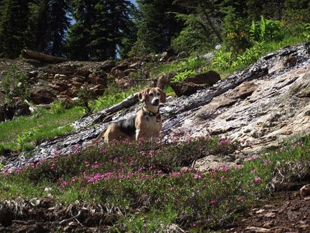 Entry image for Chico. Clicking this image will show a larger photo