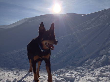 Entry image for Chewey. Clicking this image will show a larger photo