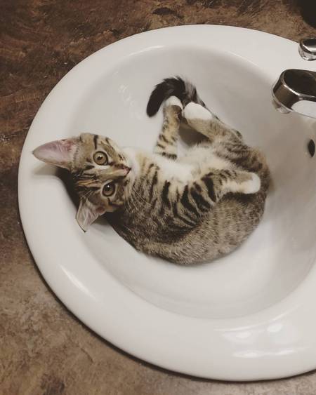 Entry image for Yogurt. Clicking this image will show a larger photo