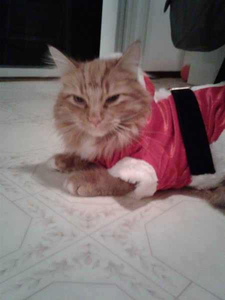 Entry image for Ginger. Clicking this image will show a larger photo