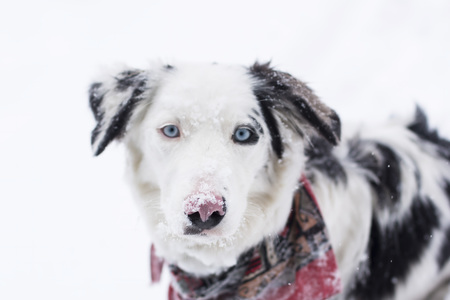 Entry image for Luna. Clicking this image will show a larger photo