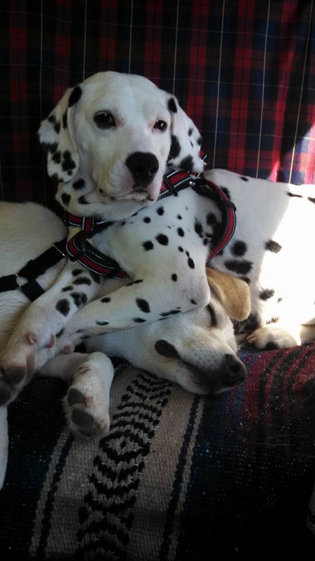 Entry image for Callie. Clicking this image will show a larger photo