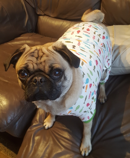 Entry image for Dug. Clicking this image will show a larger photo