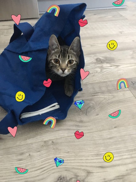 Entry image for Furgie . Clicking this image will show a larger photo