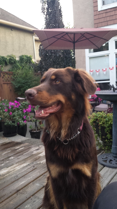 Entry image for Luna. Clicking this image will show a larger photo