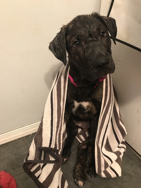 Entry image for Ducky. Clicking this image will show a larger photo