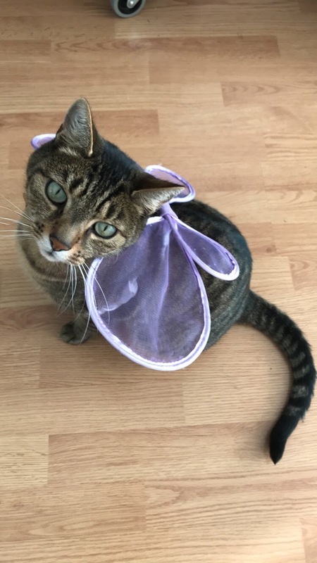 Entry image for George. Clicking this image will show a larger photo