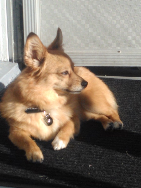 Entry image for Ruby. Clicking this image will show a larger photo