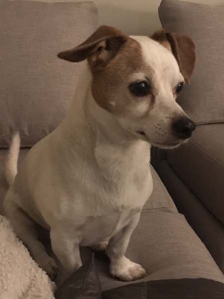 Entry image for Rocky. Clicking this image will show a larger photo