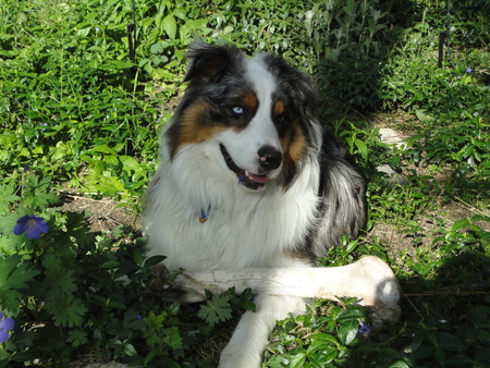 Entry image for Apache. Clicking this image will show a larger photo