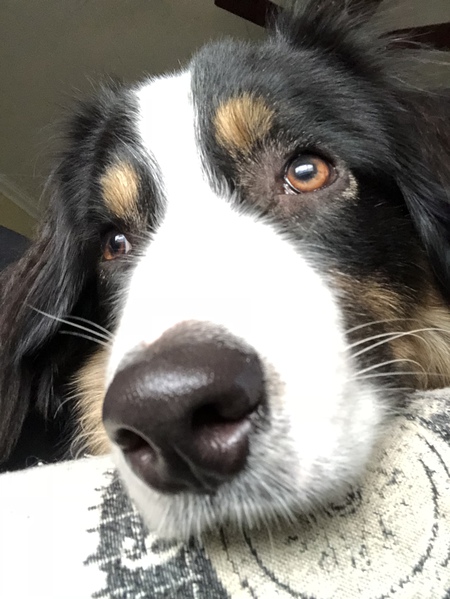 Entry image for Finn. Clicking this image will show a larger photo