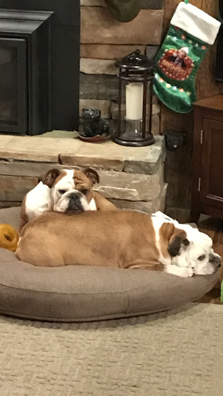 Entry image for Tinkerbell and Rocky. Clicking this image will show a larger photo