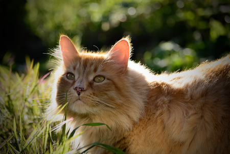 Entry image for Dorito. Clicking this image will show a larger photo