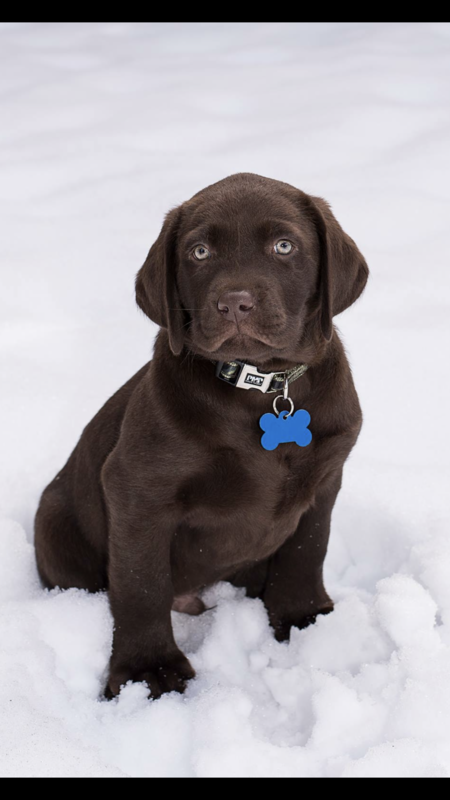 Entry image for Thor. Clicking this image will show a larger photo