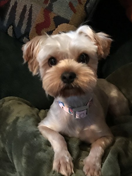 Entry image for Annie. Clicking this image will show a larger photo