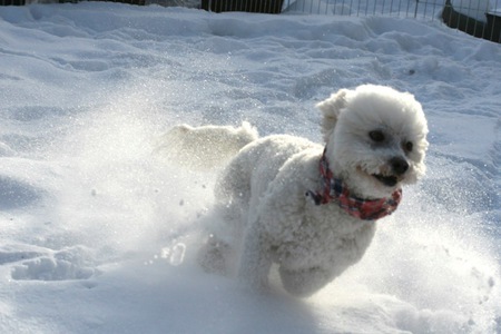 Entry image for Barkley. Clicking this image will show a larger photo