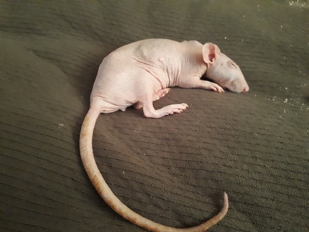 Entry image for Willow. Clicking this image will show a larger photo