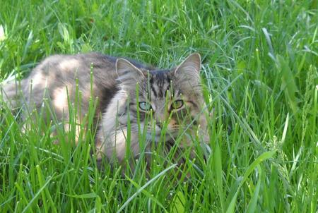 Entry image for Ruby. Clicking this image will show a larger photo