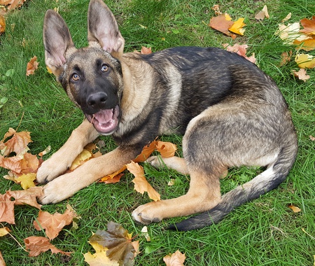 Entry image for Baron. Clicking this image will show a larger photo