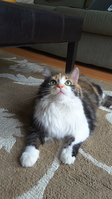 Entry image for Richard. Clicking this image will show a larger photo