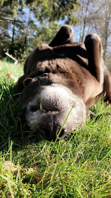 Entry image for sammy. Clicking this image will show a larger photo